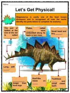 Stegosaurus Worksheets & Facts | History, Habitat, Diet, Extinction