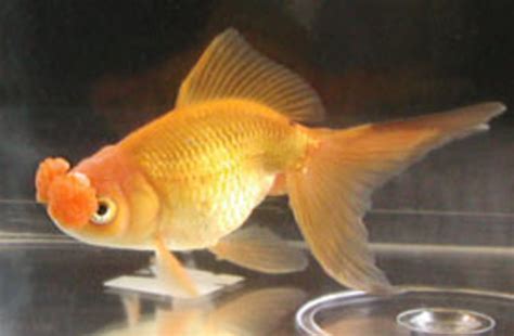 Goldfish Care, Breeds and Goldfish Diseases | HubPages