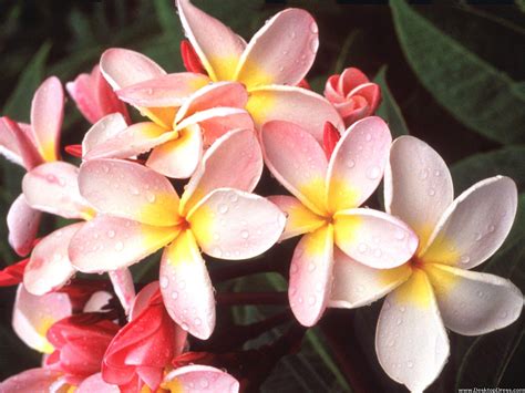 Desktop Wallpapers » Flowers Backgrounds » Hawaiian Plumeria » www ...