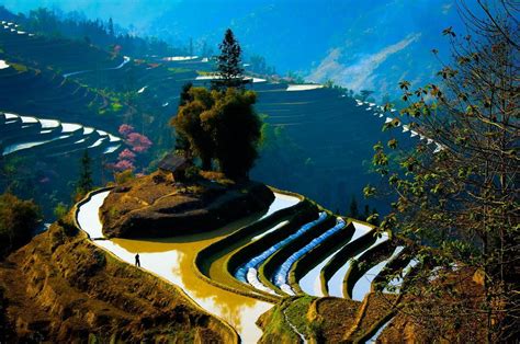 Kelledia's Garden • Yuanyang rice terraces, China.