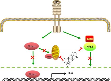 Illustration for the mechanism underlying inhibition of Notch signaling... | Download Scientific ...