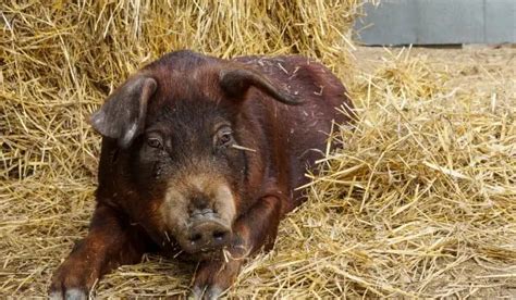 12 Best Tasting Pig Breeds (For Meats and Bacon) - FarmingThing.com