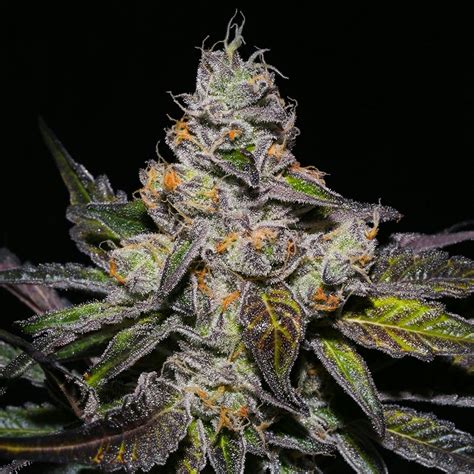 Marijuana Clones Online: Peanut Butter Breath Clones | Shipping To All ...