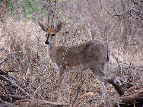 Duiker - Common Duiker Information for Kids