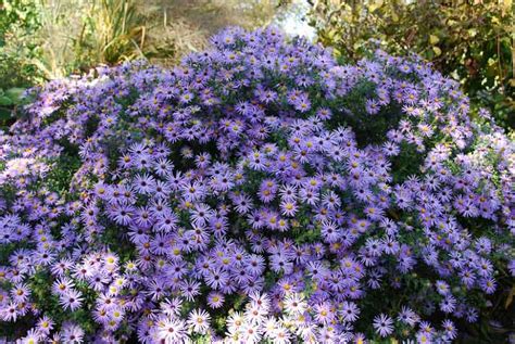 Symphyotrichum oblongifolium 'October Skies' (Aromatic Aster) | October ...