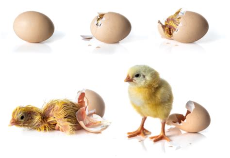 Watching baby chickens hatch is both magical and super stressful. You may be wondering if you ...