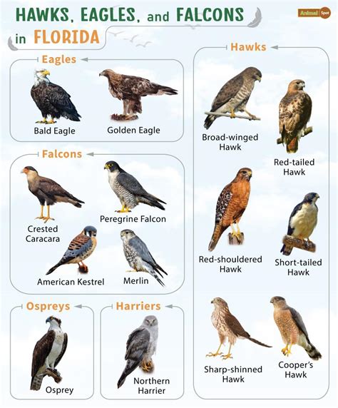 List of Hawks, Eagles, & Falcons in Florida with Pictures