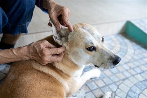 Bump on My Dog's Ear - Causes and Treatment with Photos