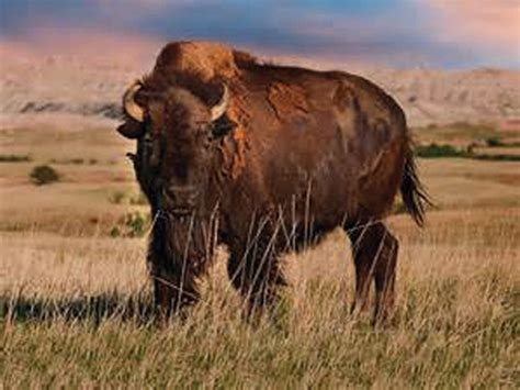 Canadian Bison Association :: Producing clean bison genetics