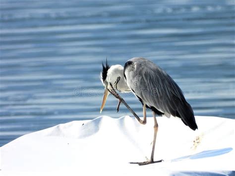 Gray Heron Bird on Lake Modrac Stock Photo - Image of nature, europe ...