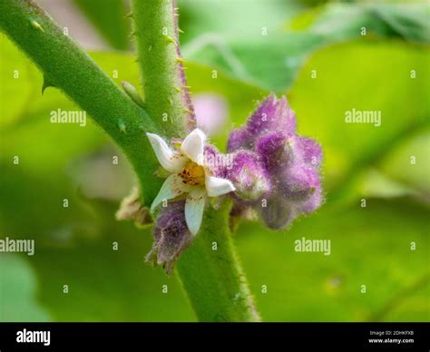 Flower of Naranjilla or Lulo (Solanum quitoense), An Acidic Fruits in a Garden Stock Photo - Alamy