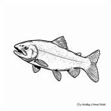 Trout Coloring Pages  Free & Printable sketch template
