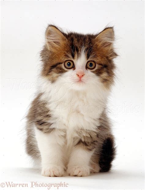 Cute Calico kitten photo WP15514