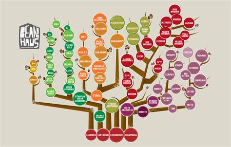 Coffee Tree Varieties - Bean Haus Coffee Roasters