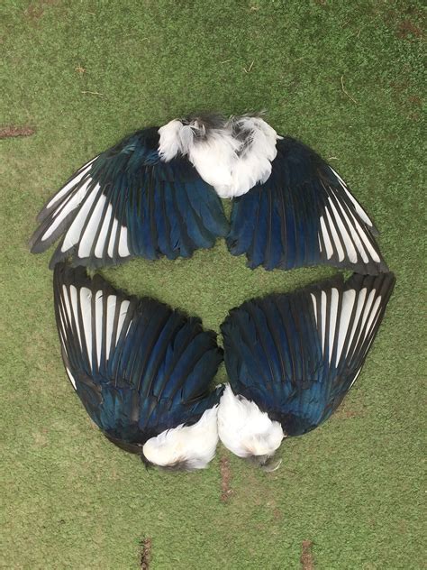 A Pair of Magpie Wings Perfect for Crafting. - Etsy Denmark