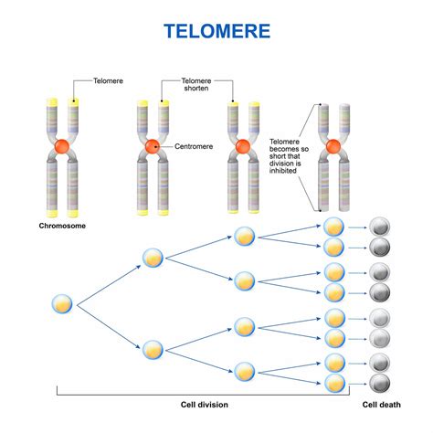 What is a Telomere and What do Telomeres Do? - Nanalyze