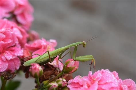 Close up of a Praying Mantis on a Flower · Free Stock Photo