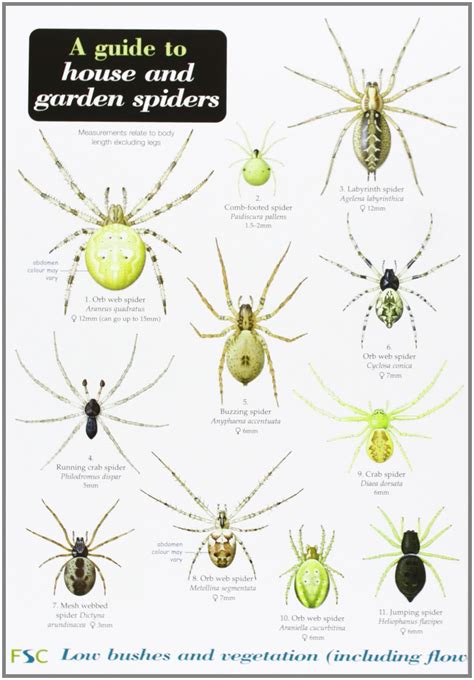 Spider Identification Guide