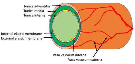 IJMS | Free Full-Text | Early Microvascular Dysfunction: Is the Vasa ...