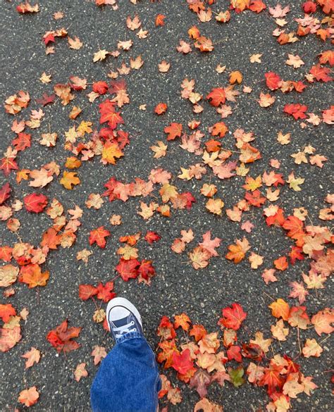 autumn aesthetic • fall aesthetic • leaves