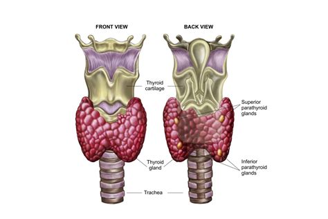 The Thyroid Gland in the Endocrine System