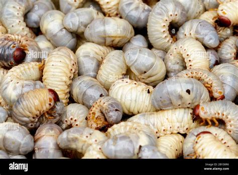 Coconut worms hi-res stock photography and images - Alamy