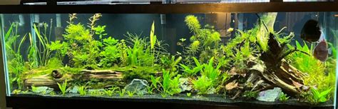 15.5.7. Do-it-yourself Planted Aquarium Fertilizers