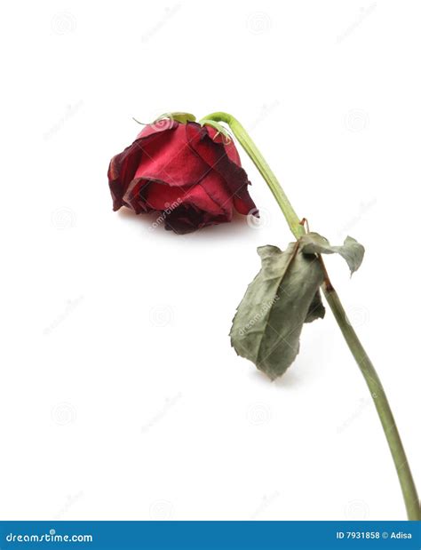 Withered Rose Royalty-Free Stock Photo | CartoonDealer.com #27840903