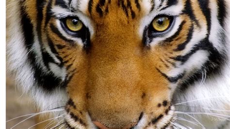 10 Unusual Tiger Facts - Facts about Tigers