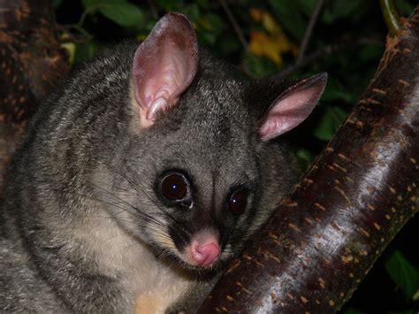 File:Possum brushtail 1.jpg - Wikipedia