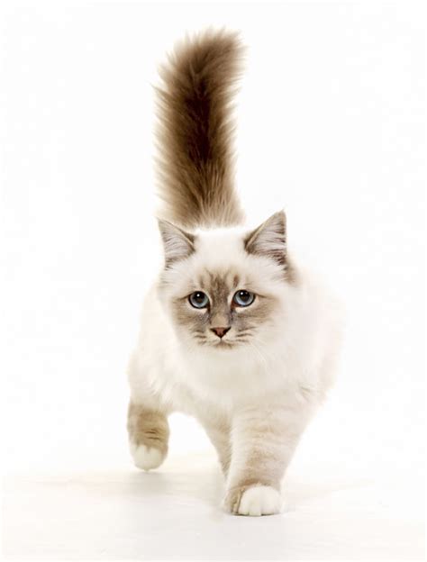 7 Silky Facts About Birman Cats | Mental Floss