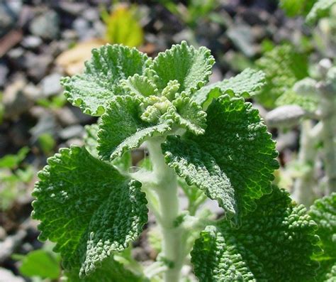 Horehound Plant: How To Grow Horehound | Medicinal plants, Healing herbs, Herbs