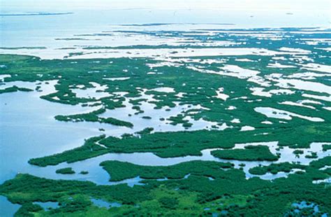 Free photograph; mangrove, plants, swamp, Florida