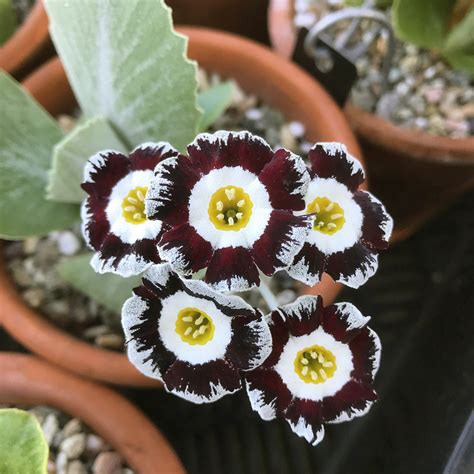 Auriculas Take the Stage » New York Botanical Garden