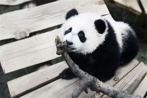 Singapore zoo breeds first panda cub | Philstar.com