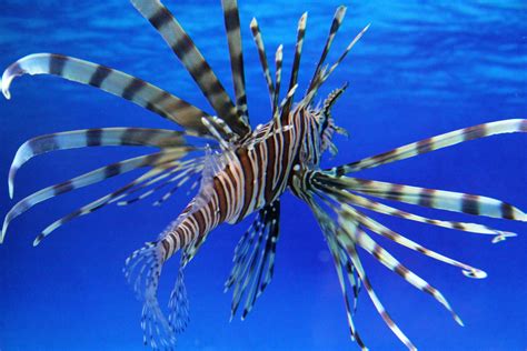 Invasive Lionfish Has Florida Keys on the Hunt - The New York Times