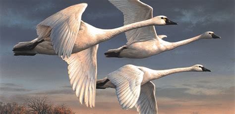 Minnesota artist Joseph Hautman wins 2022 Federal Duck Stamp Art Contest - Grand Forks Herald ...