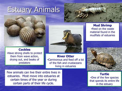 Animals That Live In Estuaries