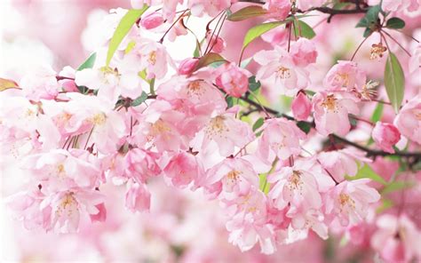 Sakura Spring Flowers Wallpaper
