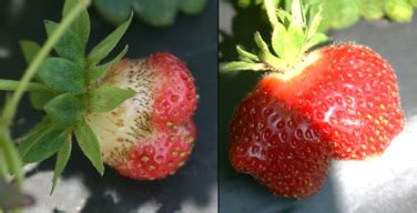 Strawberry Pollination Basics | NC State Extension