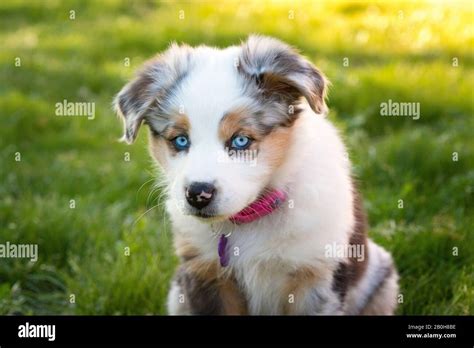 Australian Shepherd Puppy with blue eyes, on sunny lawn Stock Photo - Alamy