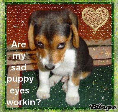 Sad Puppy Eyes Picture #66085757 | Blingee.com