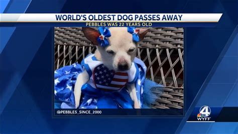 World’s oldest living dog who enjoyed music and 'loved to play and run', dies at 22 - Mirror Online