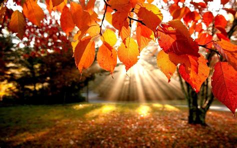 Fall Leaf Wallpapers - Top Free Fall Leaf Backgrounds - WallpaperAccess