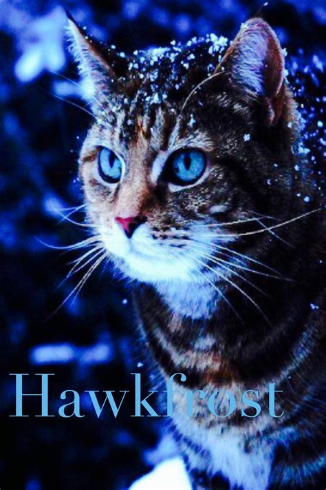 Hawkfrost was Tigerstar's son, half brother to Brambleclaw and Tawnypelt. He and his sister ...