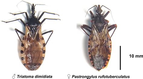 Triatomines collected in the study area. Male of Triatoma dimidiata, a ...