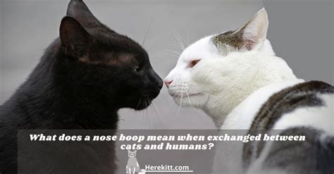 What does a nose boop mean when exchanged between cats and humans ...