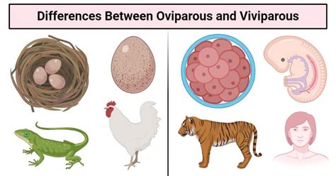 11 Differences Between Oviparous and Viviparous (Oviparous vs ...