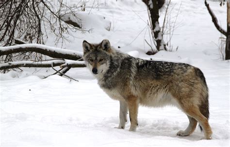 Wildlife advocates say Asha the wolf should be allowed to continue ...