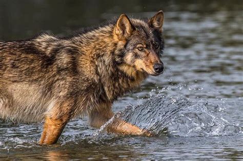 British Colombian coastal wolf photographed by the great Paul Nicklen. | Wolf dog, Wolf photos ...